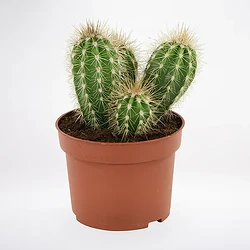 Cactus-Plant